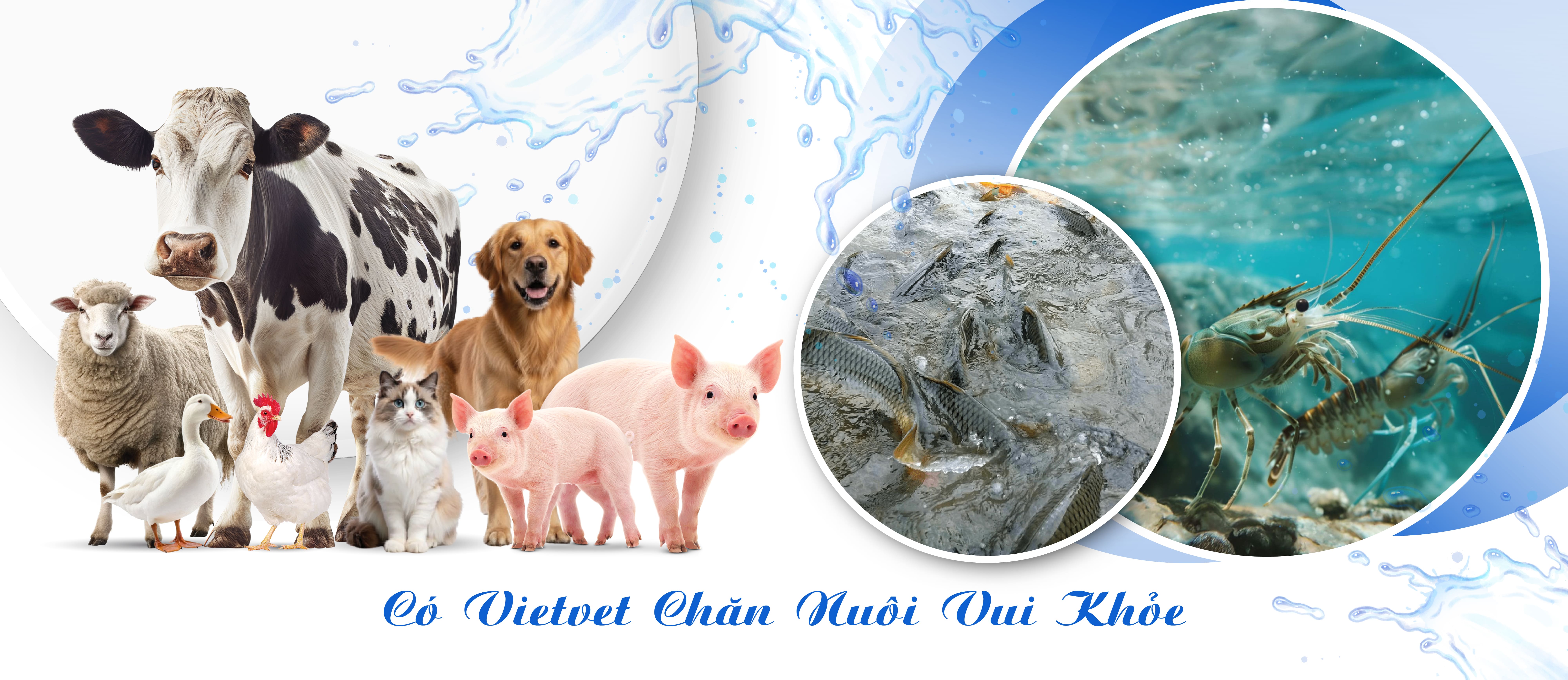 Kháng sinh điều trị dạng bột cho Cá