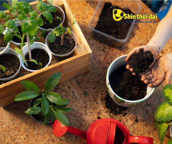 Dịch vụ Chăm sóc cây cảnh