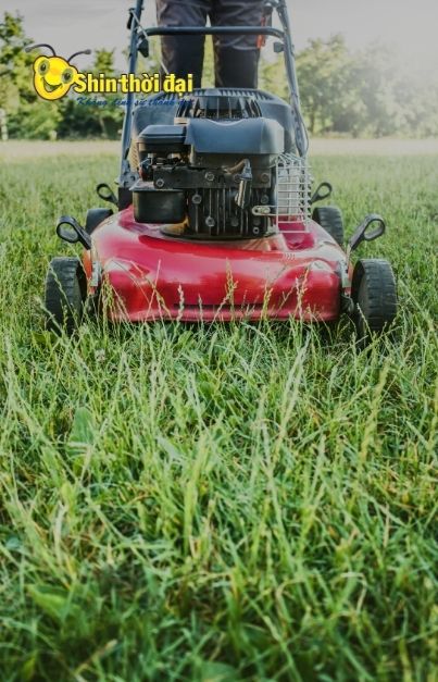 Dịch vụ Chăm sóc cây cảnh