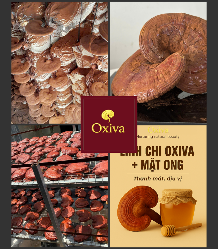 Nấm Linh Chi Đỏ Oxiva – Ganoderma lucidum