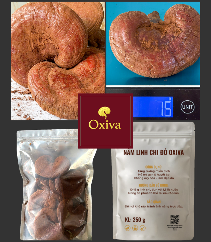 Nấm Linh Chi Đỏ Oxiva – Ganoderma lucidum