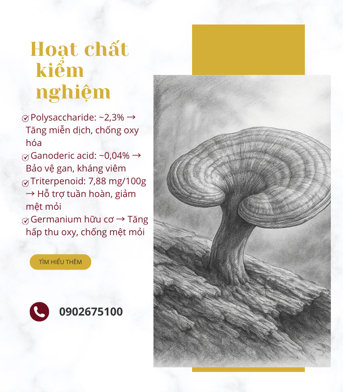 Nấm Linh Chi Đỏ Oxiva – Ganoderma lucidum