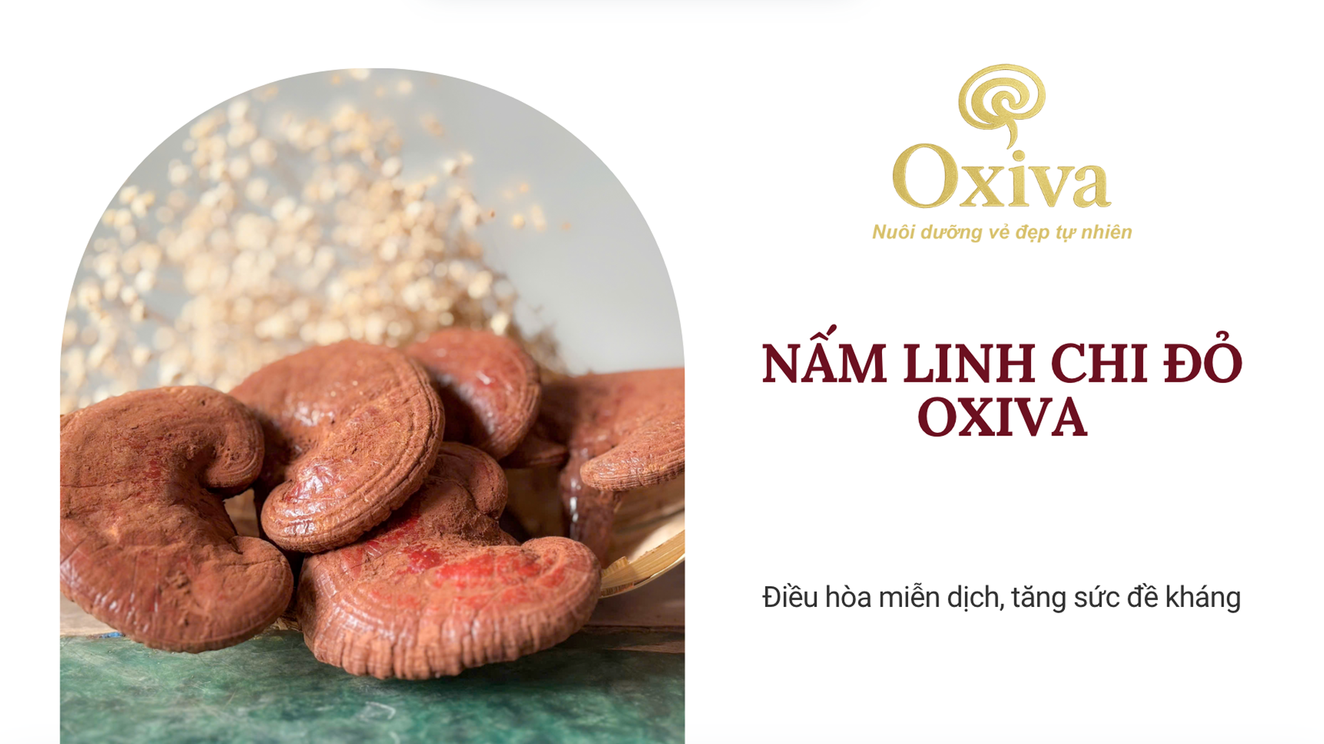 Nấm Linh Chi Đỏ Oxiva – Điều hòa miễn dịch, tăng sức đề kháng, chăm sóc sức khỏe tự nhiên