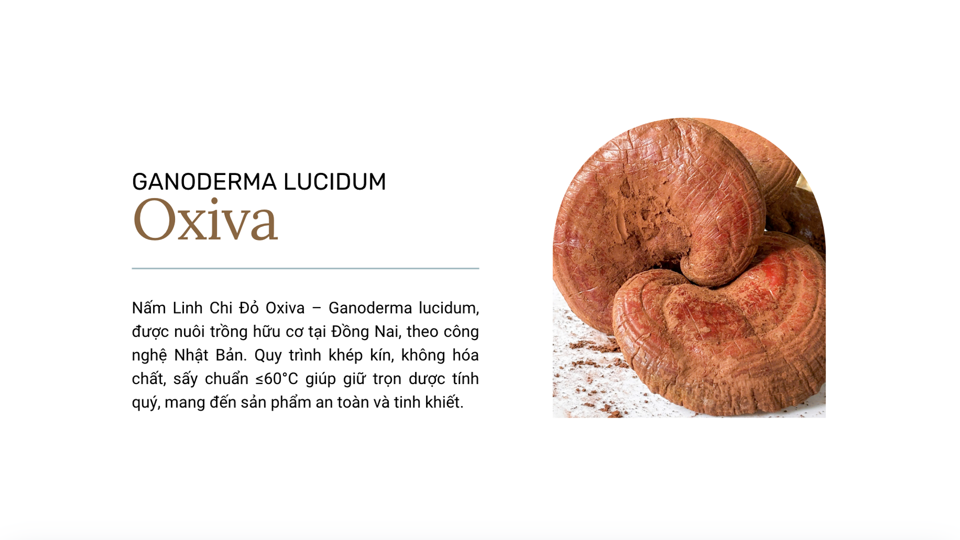 Nấm Linh Chi Đỏ Oxiva – Ganoderma lucidum, nuôi trồng hữu cơ tại Đồng Nai theo công nghệ Nhật Bản, quy trình khép kín, không hóa chất, sấy ≤60°C giữ trọn dược tính quý