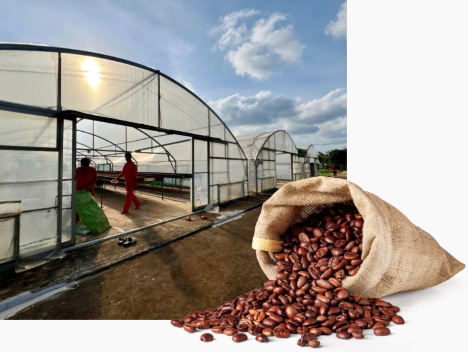 <b> Cultivation </b>
