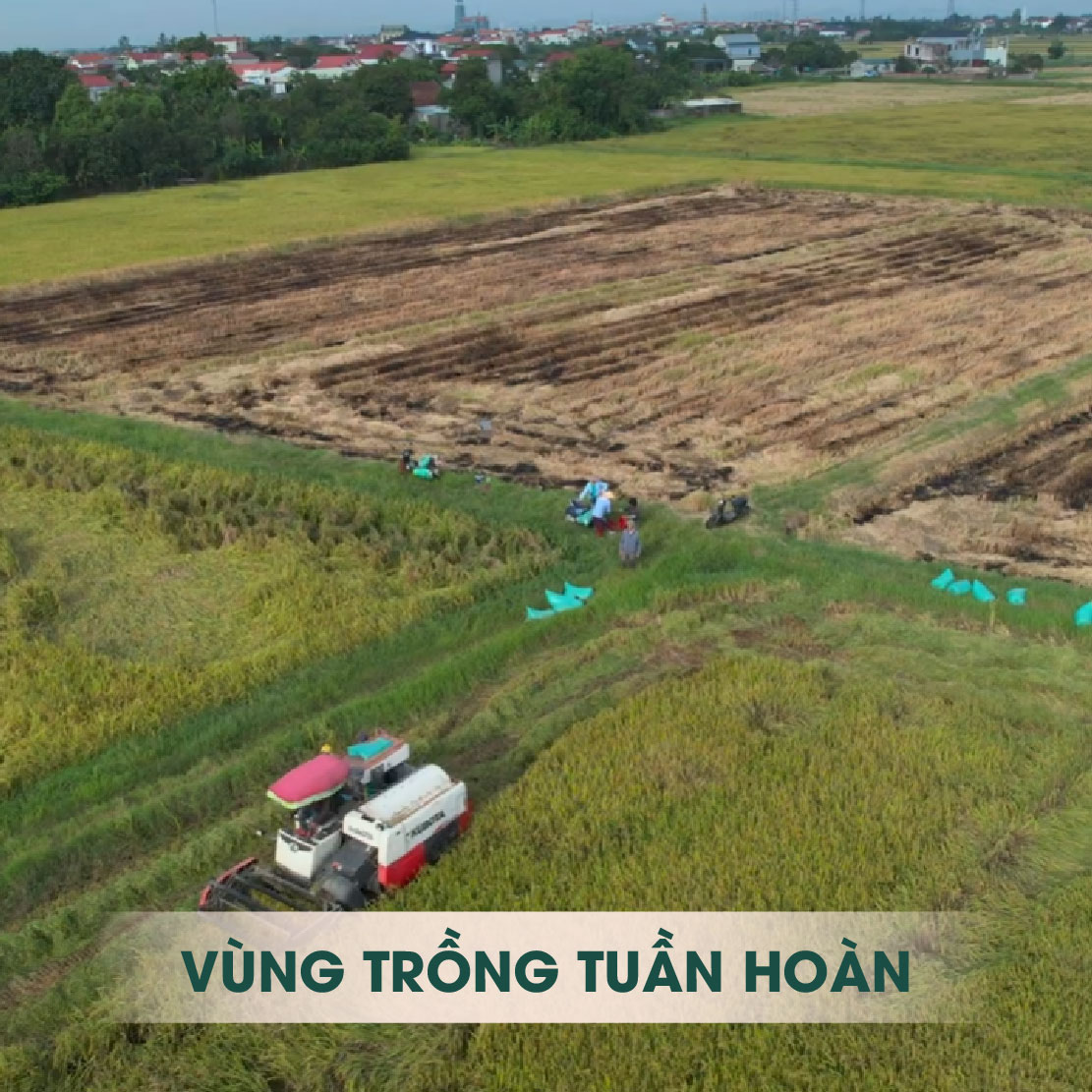 Vùng trồng tuần hoàn