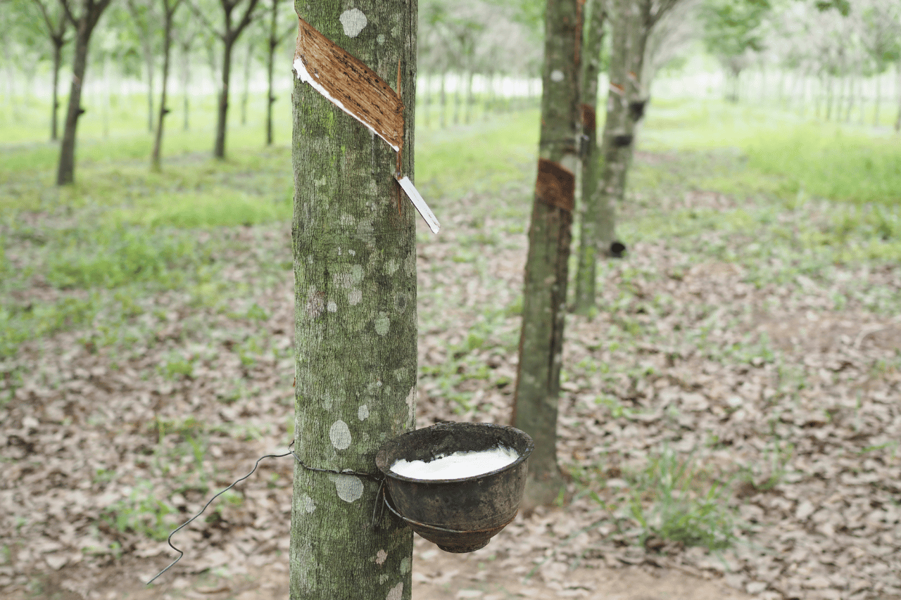 Trồng trọt và quản lý vườn cao su trên quy mô hàng nghìn ha