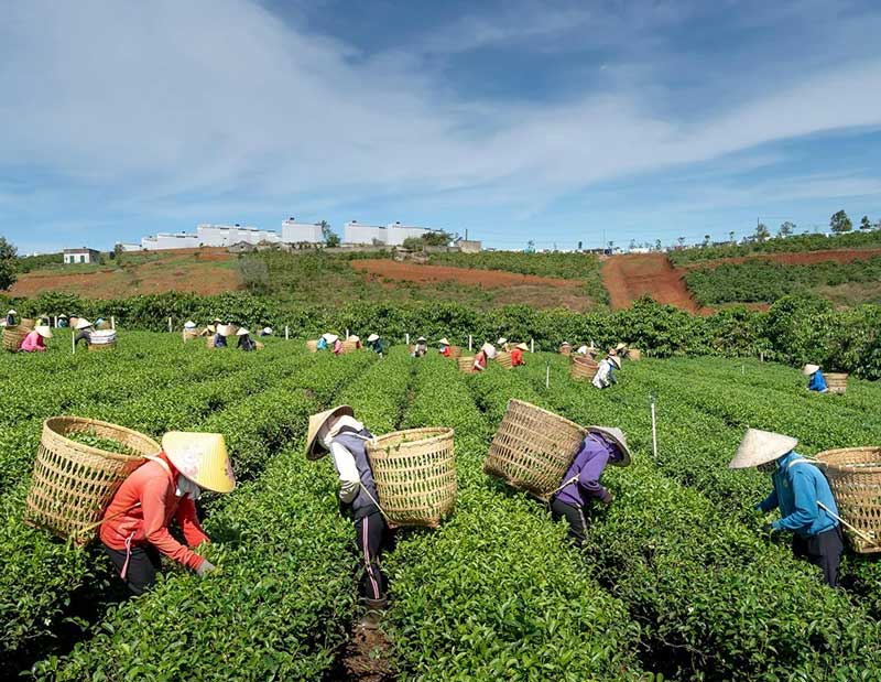THƯƠNG HIỆU MỘC KHUÊ