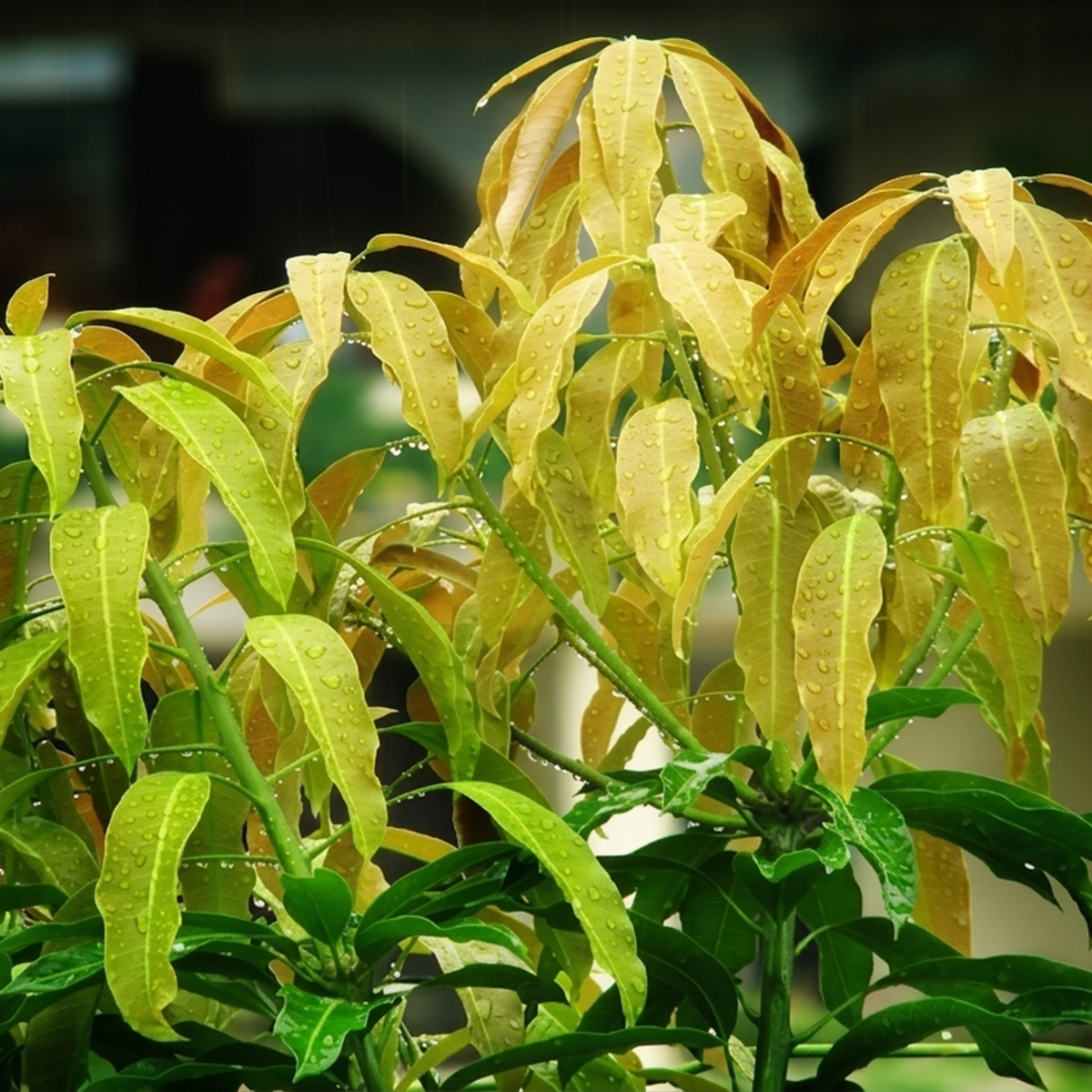 Mangiferin (chiết xuất từ lá xoài non)
