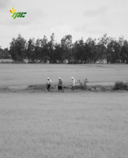 Nhà máy đến đồng ruộng
