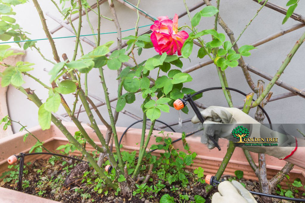 các hệ thống tưới tự động