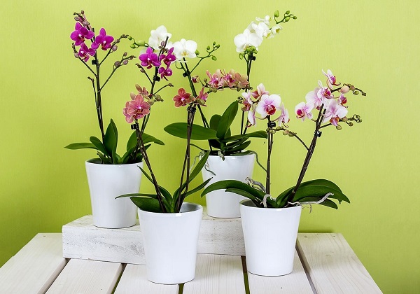 Cây cảnh ngày Tết