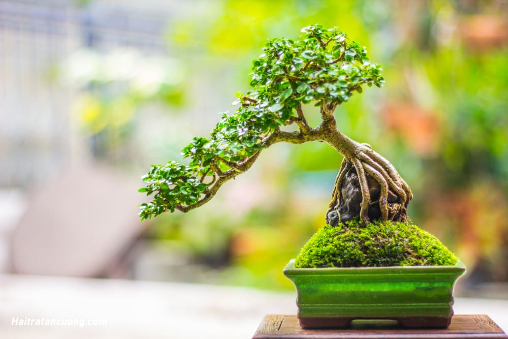 cay-canh-bonsai-se-giup-nguoi-gia-them-yeu-cuoc-song