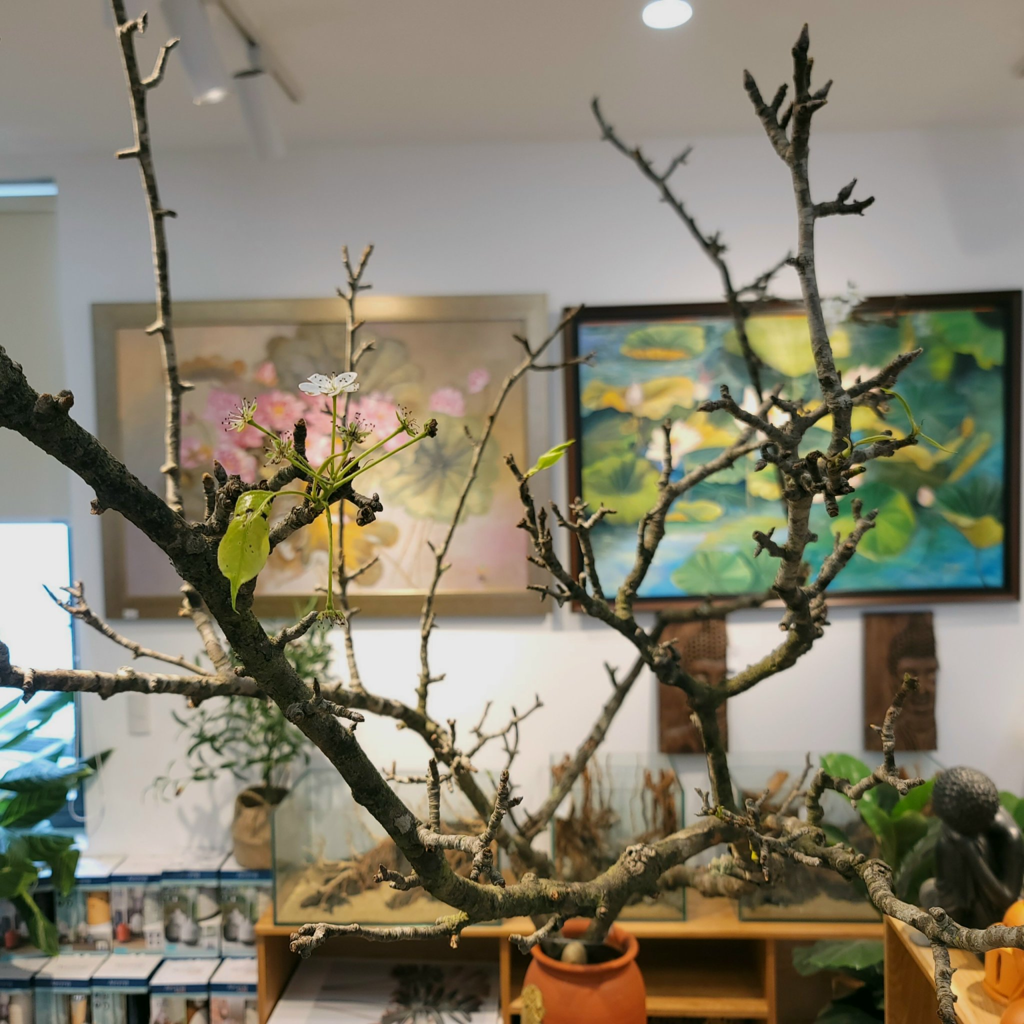 Hoa mận rừng tại cửa hàng Magical Decor Đà Nẵng - Liên hệ: 0935 116842