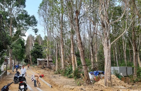 Rừng cây Dó bầu tự nhiên tại xã Cửa Dương - gần khu rừng nguyên sinh thuộc Vườn Quốc gia Phú Quốc.