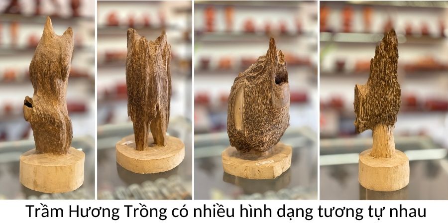 Trầm hương cảnh trồng
