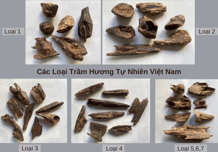 Các loại trầm hương? Hình ảnh một số Trầm Hương Thiên nhiên Việt Nam được phân theo nhiều cấp độ