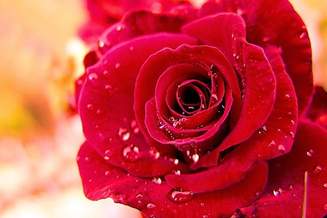 Trong ngũ hành, hoa hồng đỏ mang tính lửa, không mang ý nghĩa may mắn trong tình yêu